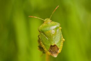 Photo Armelle Chapman