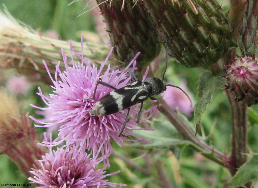 Chlorophorus figuratus Vincent CLEMENT