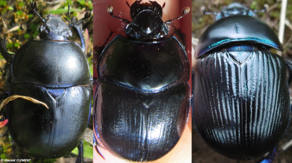 Planche comparative des élytres des trois principaux genre de Geotrupinae en Grand Est.