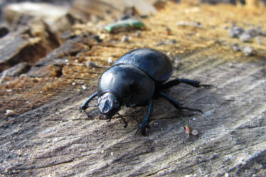 Trypocopris vernalis - Kesseldorf