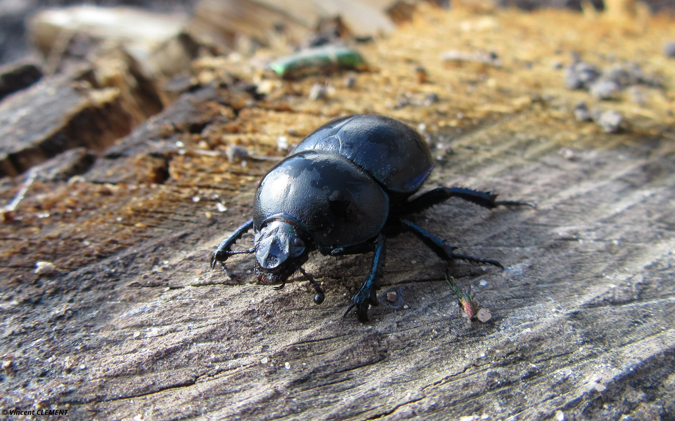 Trypocopris vernalis - Kesseldorf