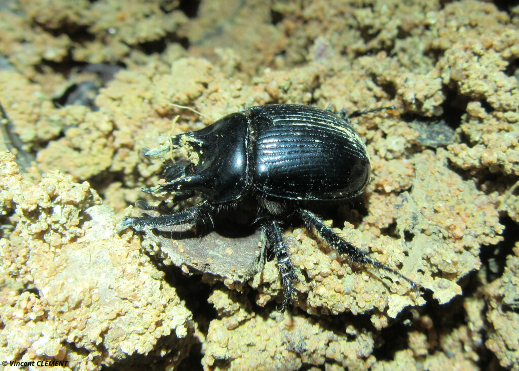 Typhaeus typhoeus - Kesseldorf