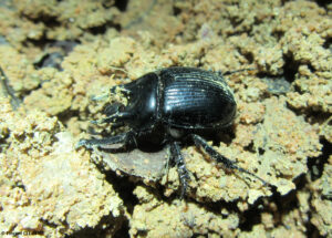 Typhaeus typhoeus - Kesseldorf