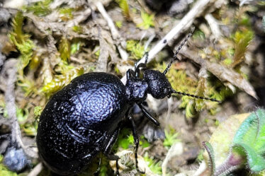 Meloe rugosus