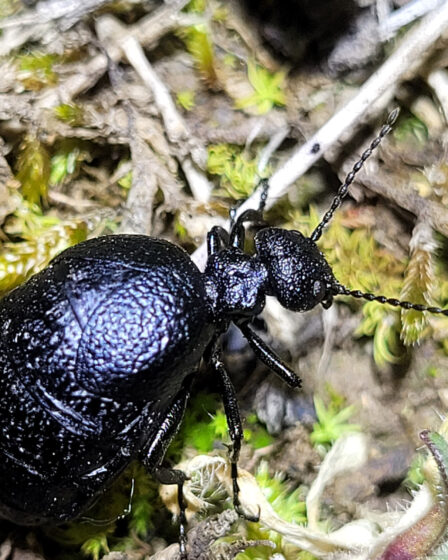 Meloe rugosus