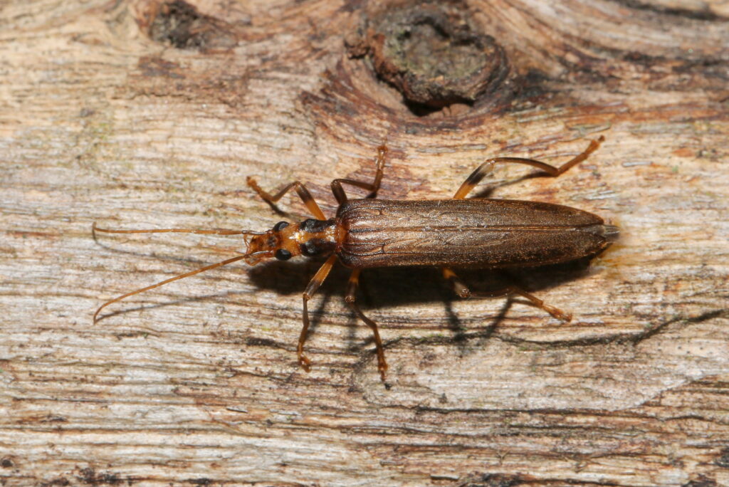 Oedemera femoralis femelle, M. Ehrhardt