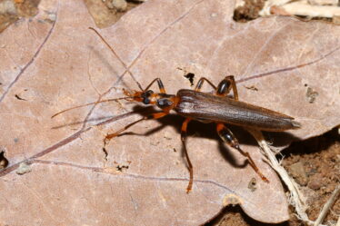 Oedemera femoralis male, M. Ehrhardt