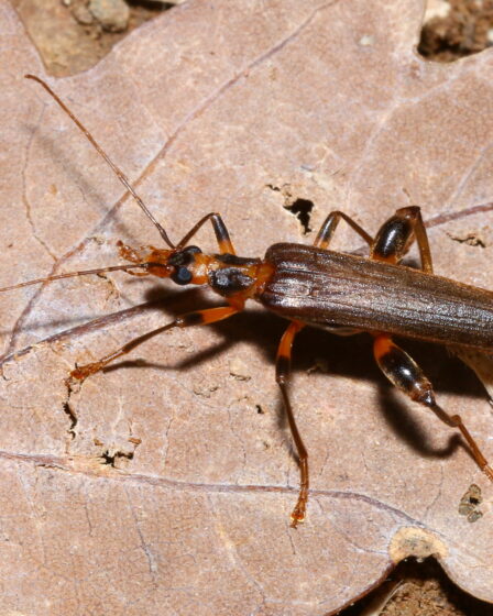 Oedemera femoralis male, M. Ehrhardt