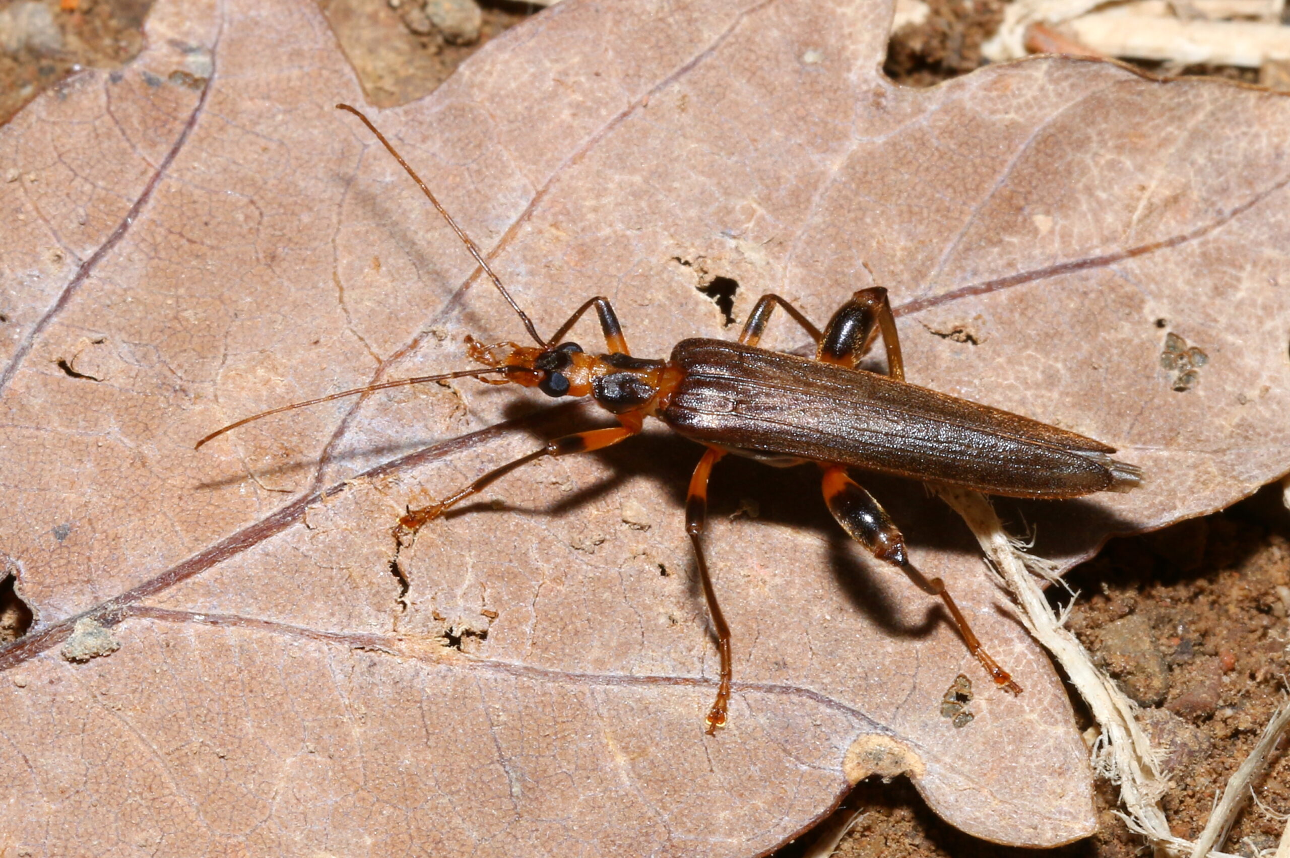 Oedemera femoralis male, M. Ehrhardt